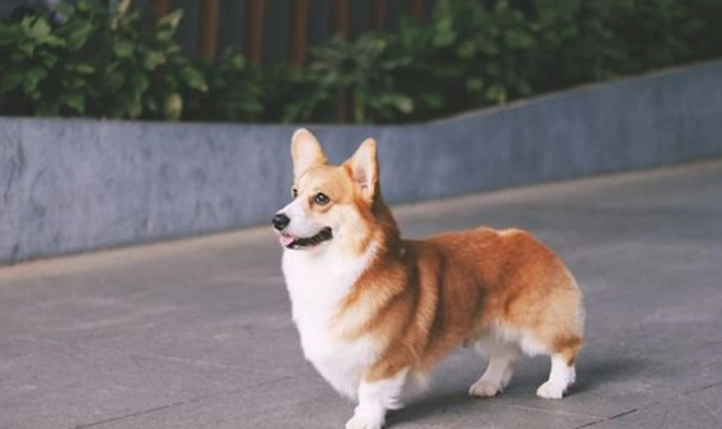 如何安撫臨終狗狗