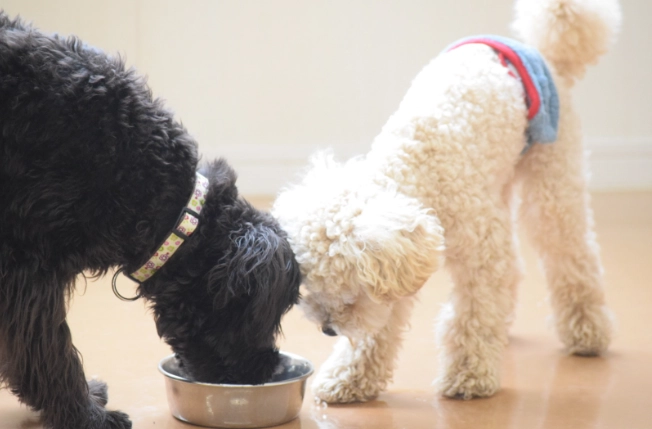 寵物牛奶替代品