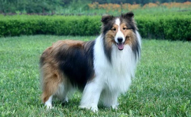 香港喜樂蒂牧羊犬飼養