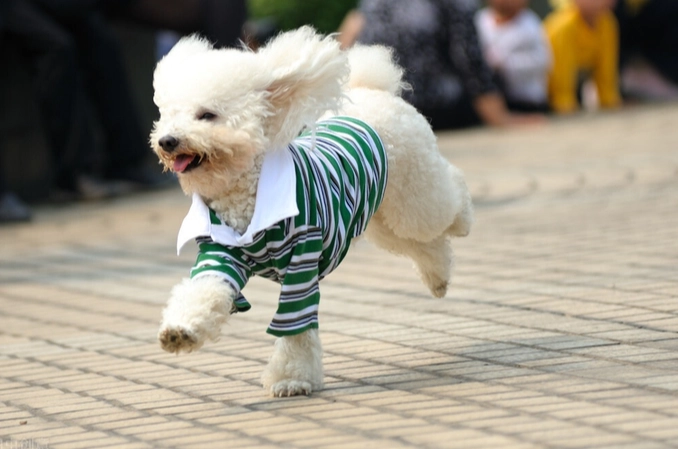 寵物臨終照護 寵物臨終照護