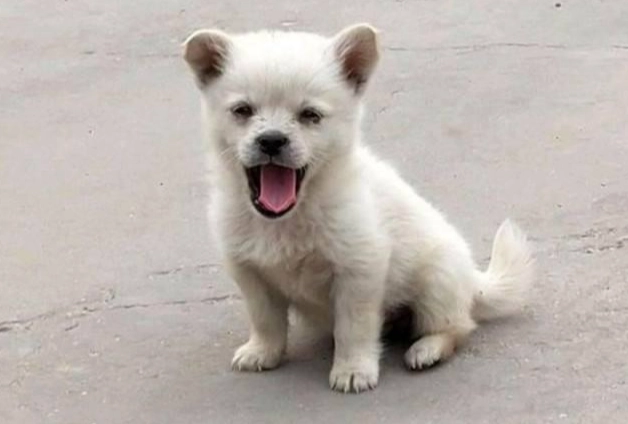 寵物臨終照護 寵物臨終照護