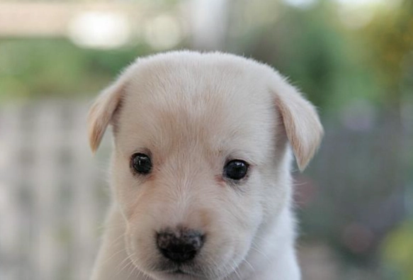 狗狗益生菌好處 狗狗益生菌好處