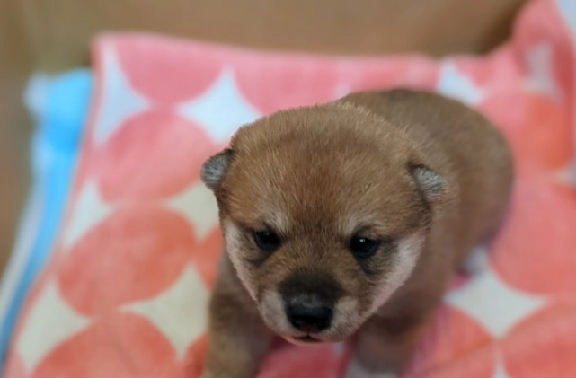 狗狗驅蟲時間 狗狗驅蟲時間