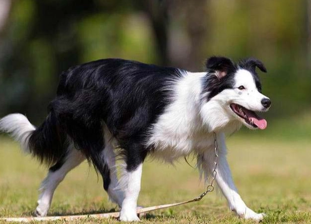 狗狗抽搐原因 狗狗抽搐原因