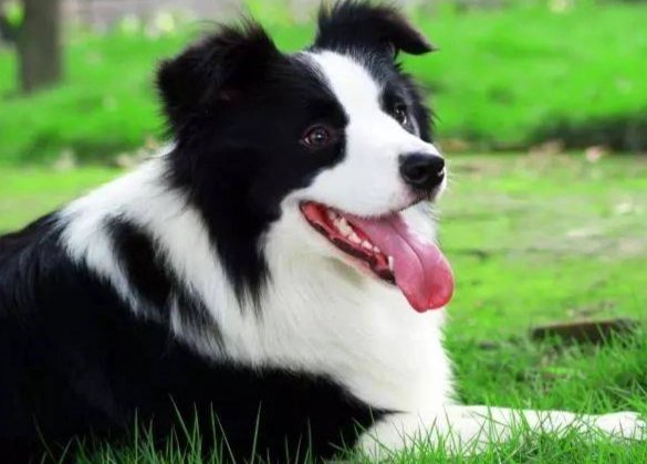 喜樂蒂牧羊犬特點 喜樂蒂牧羊犬特點