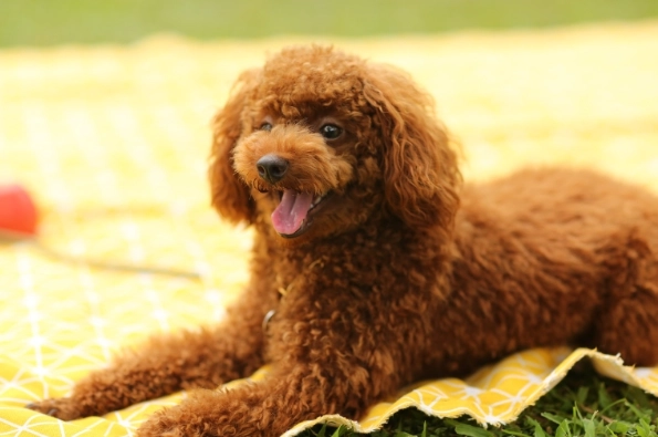 玩具貴賓犬照顧