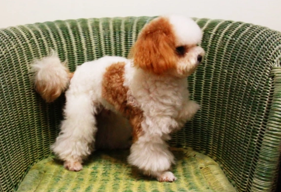 迷你貴賓犬尺寸