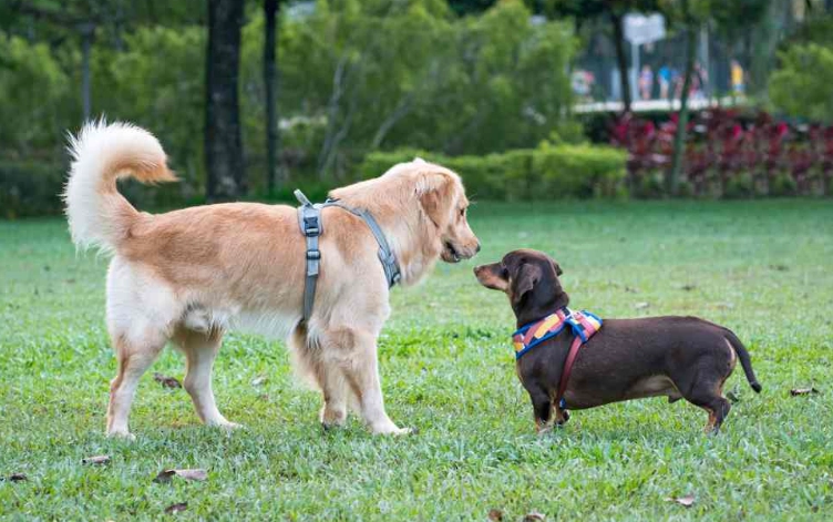 陌生狗靠近 陌生狗靠近
