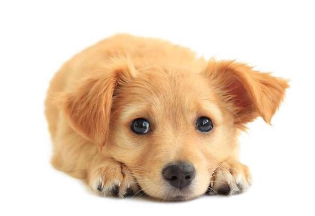 狗狗胰臟炎症狀