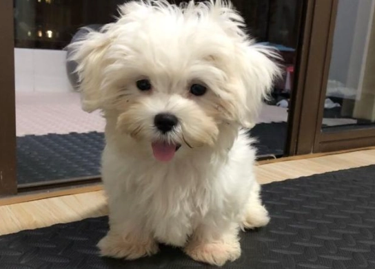 小型犬洗澡建議