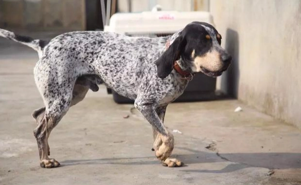 小型獵犬飼養指南 小型獵犬飼養指南