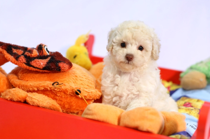 貴賓狗吃蝦子 貴賓狗吃蝦子