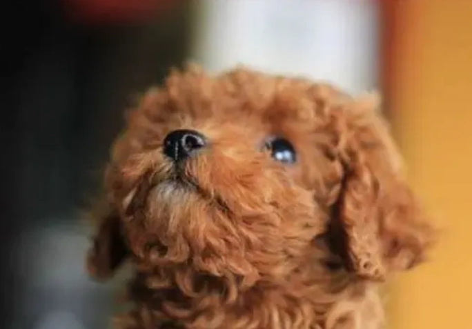 迷你貴賓犬壽命