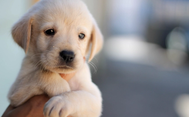 狗狗益生菌選擇 狗狗益生菌選擇