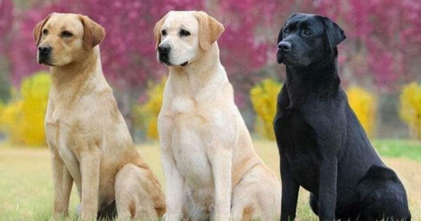 狗狗眼睛紅紅治療