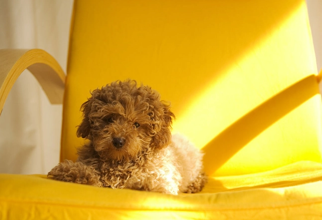 狗狗死前排便異常