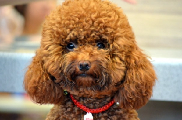 紅貴賓年齡計算