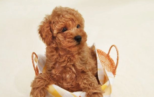 玩具貴賓平均壽命 玩具貴賓平均壽命