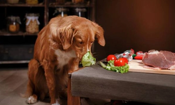 蝦殼對狗的影響