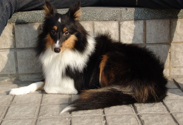 喜樂蒂牧羊犬香港價格