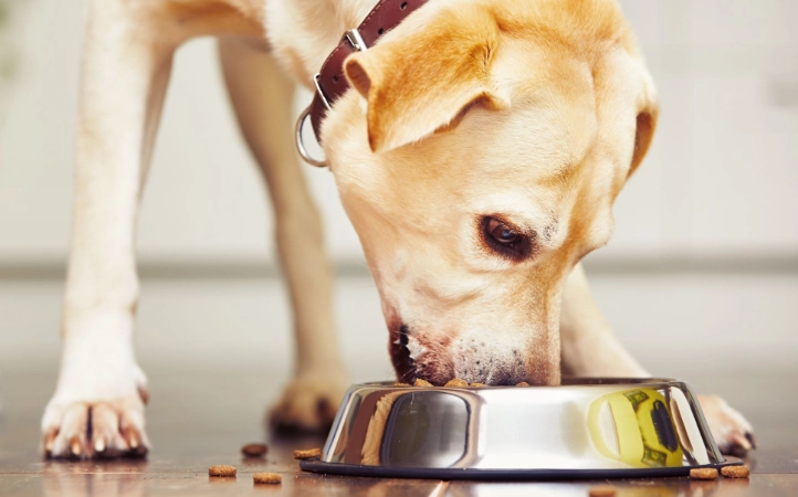 狗狗可以吃蝦殼嗎