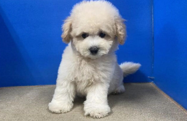 貴賓犬平均壽命