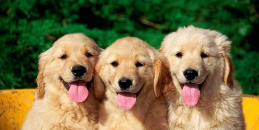 中型犬平均壽命