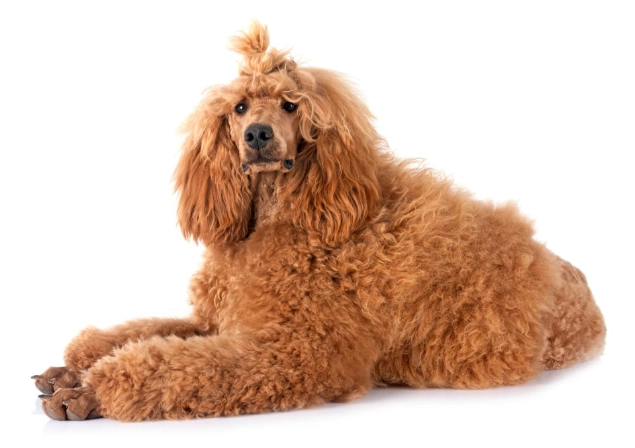 標準貴賓健康體重