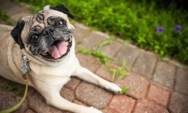 狗智商人類比較