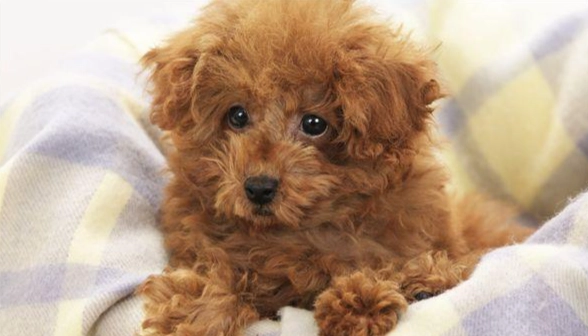 貴賓犬體重標準