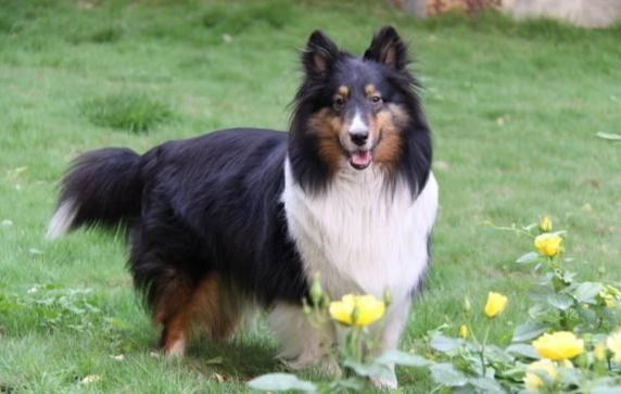 喜樂蒂牧羊犬飼養