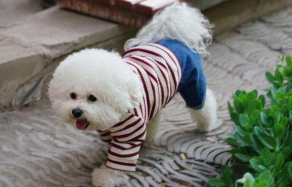 標準貴賓犬尺寸 標準貴賓犬尺寸