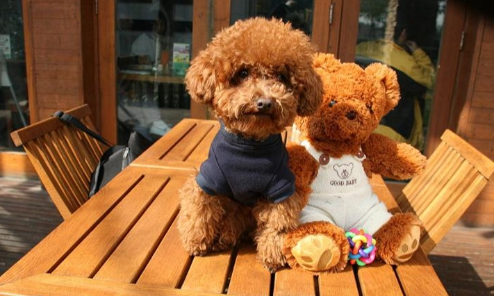 養狗每月開銷 養狗每月開銷