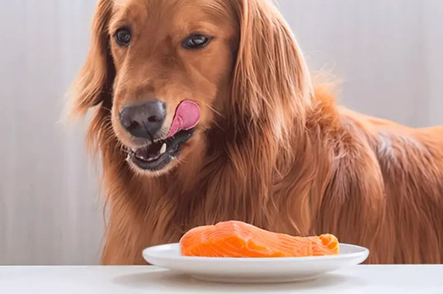 芒果乾對狗的影響
