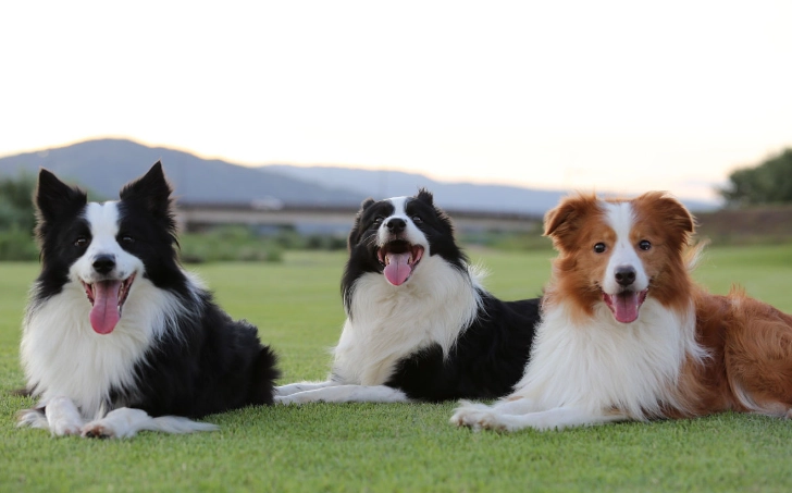 邊境牧羊犬性格 邊境牧羊犬性格