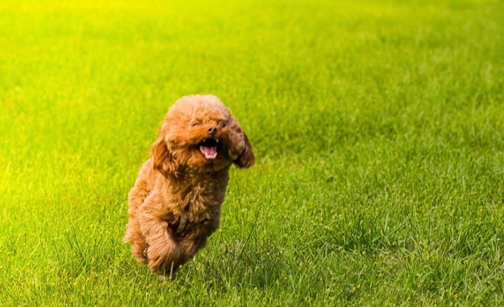 狗智商人類比較