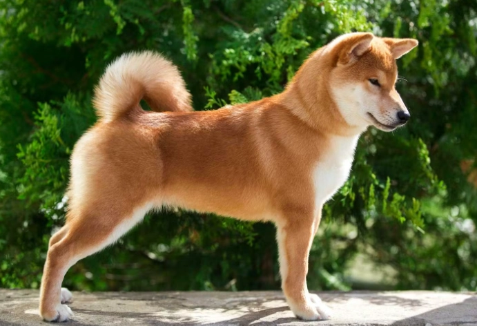 狗狗眼睛紅紅預防