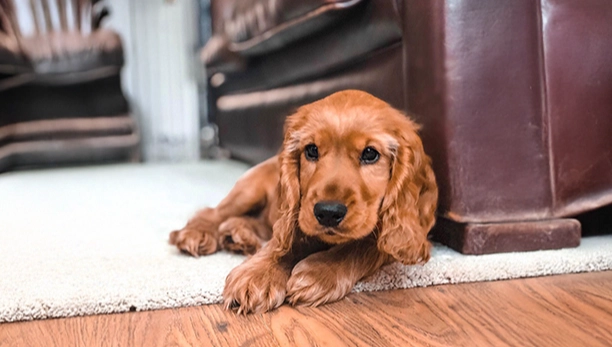 小型獵犬飼養指南 小型獵犬飼養指南