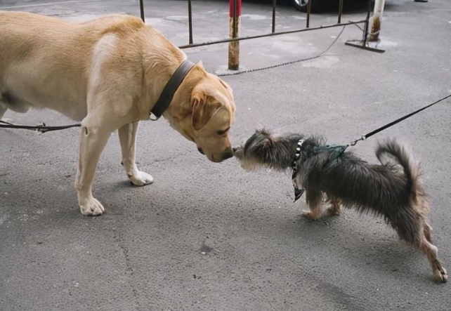 狗狗行為心理 狗狗行為心理