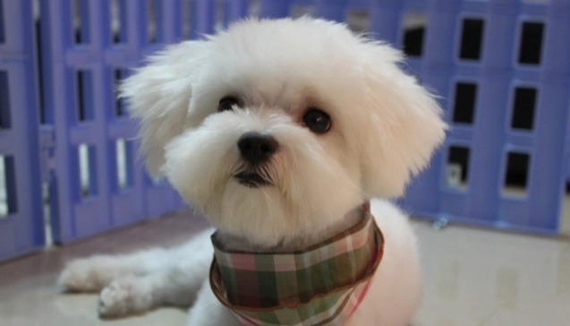 馬爾濟斯犬缺點