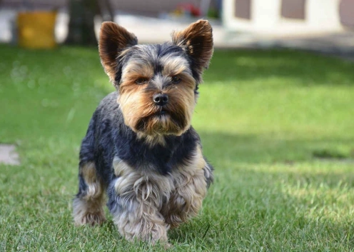 犬類智商排行榜 犬類智商排行榜