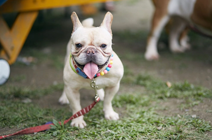 寵物狗年度費用