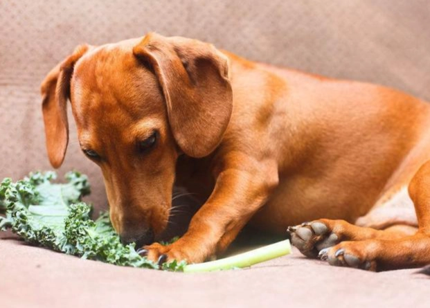 寵物蔬菜中毒