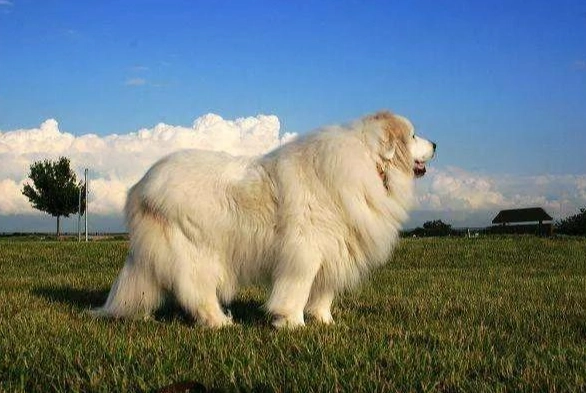 大型犬飼料品牌