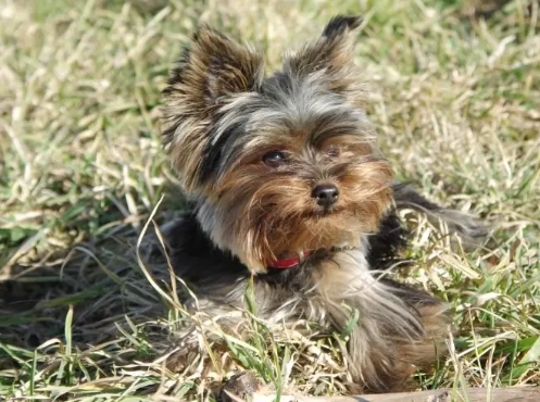 犬類智商排行榜 犬類智商排行榜