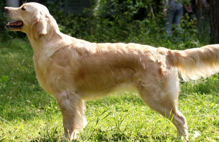 黃金獵犬洗澡頻率 黃金獵犬洗澡頻率