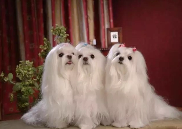 馬爾濟斯狗健康問題