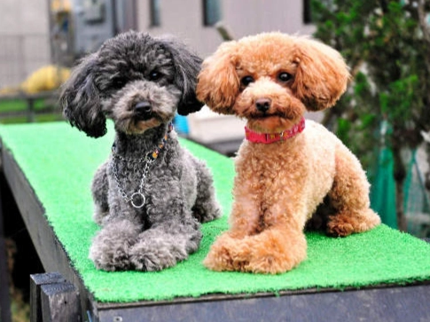 玩具貴賓平均壽命 玩具貴賓平均壽命