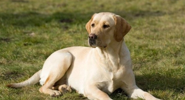 狗狗眼睛發炎症狀