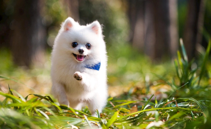 狗狗一直叫解決方法